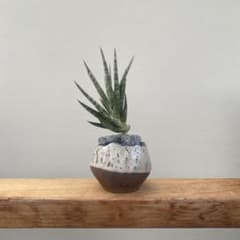サンスベリア フランシシー【Sansevieria francisii】のサムネイル