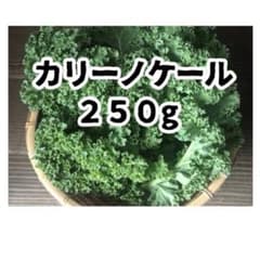 【愛知県産】新カリーノケール　250gのサムネイル