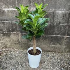 フィカス　アポロ　ゴムの木　観葉植物のサムネイル