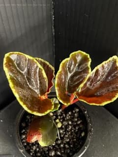Begonia Darthvaderiana ベゴニア ダースベーデリアーナのサムネイル