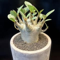 アデニウム　ドワーフ　モンスターのサムネイル