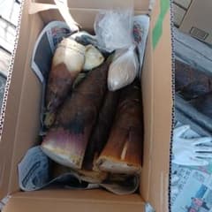 兵庫県産　タケノコ　無農薬10キロ弱のサムネイル
