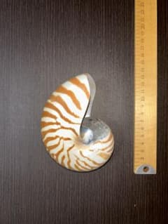 ナウティルスの貝殻 約10cm 茶白ストライプのサムネイル