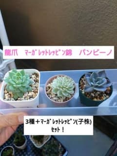 マーガレット錦•龍爪•バンビーノ3種＋マーガレットレッピン(3苗)セット！のサムネイル