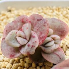 ❤️専用❤️★134メルカリ便✨❤️ラブリーローズ錦❤️3頭斑入❤️セール❤️群生抜き苗♪ ❃⑤ラブリーローズ錦 赤斑 抜き苗 3頭 多肉植物 - メルカリ