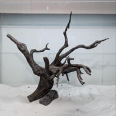 ブラックスマトラブランチ【BSB266】アクアリウム まとめ買い対応可