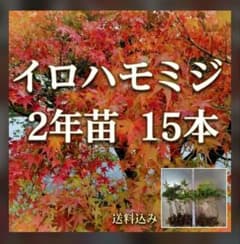 イロハモミジ2年苗 15本(抜き苗) [もみじ 紅葉 盆栽]のサムネイル