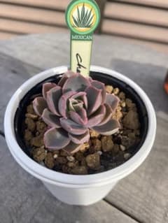 ラスト 原種 チャザロイ Chazaroi エケベリア 多肉 - メルカリ