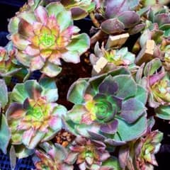 レア新品種 アエオニウム イリデッセンス錦 法師錦 (大品) - メルカリ