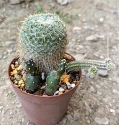 あ*ん様 代表的な人気サボテン7種類セット コレクションランク 抜き苗発送 代表的な人気サボテン7種類セット コレクションランク