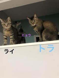 見本のサムネイル
