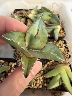 選抜株】 オテロイ実生 コンパクト ロゼット型 当たりロット株 かなり