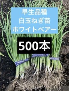 株式会社Honmaページ▼白玉ねぎ苗 株式会社Honmaページ▽白玉ねぎ苗 楽天市場】白 玉ねぎ 苗の通販