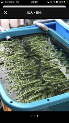 アナカリス オオカナダモ　1000本 アナカリス オオカナダモ 1000本 - メルカリ