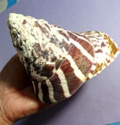 m63684007717_1.jpg?1684063902