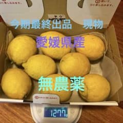 ⭐️④ 愛媛県産無農薬レモン8個 1277gのサムネイル