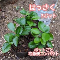 はっさくの苗 実生苗3ポット 宅急便コンパクト 柑橘苗 - メルカリ