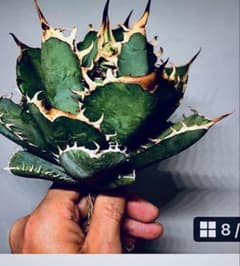 アガベ　黒刺厳竜　☆オアハカドライガーデンオテロイのサムネイル