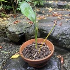 値下！京都嵯峨野産 葉蘭 ハラン 苗木抜き苗 ②茎付き葉長さ30〜60cm
