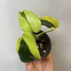 Q375 Monstera Lemon Lime モンステラ レモンラ - メルカリ