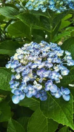 渦アジサイ　おたふく紫陽花　挿し木苗　宿根草のサムネイル