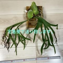 ビカクシダ P.coronarium 'Zenmai'板付き P.coronarium 'Zenmai' ビカクシダ 板付(プロフィール必読) - メルカリ
