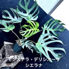 モンステラデリシオーサシエラナオアハカ増殖株大株美葉個体レア61