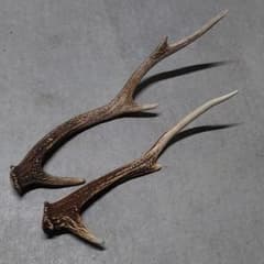 鹿の角 ２本のサムネイル