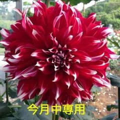 レギンスのサムネイル