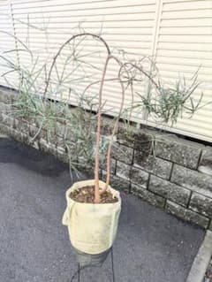 ボトルツリー　ルペストリス　2株のサムネイル