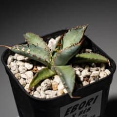 B*I様 Agave ‘Eborispina×Black&Blue’ Agave 'Eborispina×Black&Blue' - メルカリ