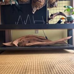 流木オブジェ　一点物　チョウザメ 流木オブジェ 一点物 チョウザメ - メルカリ