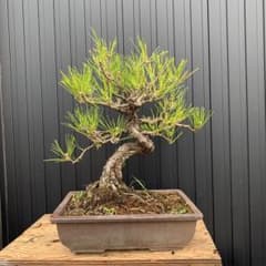 黒松　盆栽のサムネイル