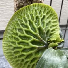 P. Madagascariense マダガスカリエンセ　現地由来株 m63839155204_1.jpg?1751712393