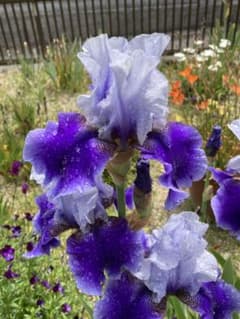 紫陽花様専用　1球根のサムネイル