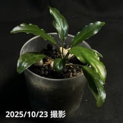 ホマロメナ ユースレーク ホマロメナ ユースレーク - メルカリ