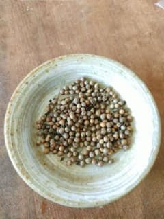 パクチーの種　100粒くらいのサムネイル