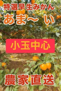糖度14度に迫る‼️　無農薬　早生みかん　愛媛県産　4.7kg　家庭用　宮川早生のサムネイル