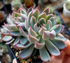 【メルカリ便】桜鬼つき　おらいさん　レア品種葉挿しセット　11点 おらいさん苗 葉挿し5品種 - メルカリ