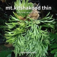 胞子] mt.kitshakood thin キッチャクード シン ビカクシダ - メルカリ