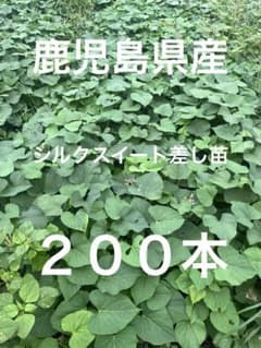 鹿児島県産　シルクスイート差し苗　　２００本 鹿児島県産 シルクスイート差し苗 200本 - メルカリ