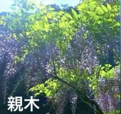 藤の木 2本 抜き苗のサムネイル