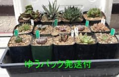 錦系含 多肉植物 ハオルチア 12種14苗 抜き苗セット5 - メルカリ