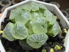 O*Z様 多肉植物 ハオルチア　氷の恋人　 美株　　新品種　糊斑 多肉植物 ハオルチア 氷の恋人 美株 新品種 糊斑 - メルカリ