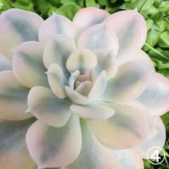 ❁4 ルンヨニー錦 抜き苗 多肉植物 エケベリア - メルカリ