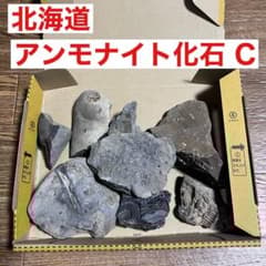 送料込/匿名発送】北海道産アンモナイト化石7個入りAセット 夏休み自由