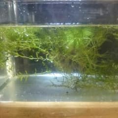 水草4種のサムネイル