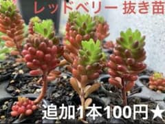 レッドベリー 多肉植物 抜き苗 - メルカリ