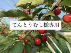 てんとうむし様専用のサムネイル