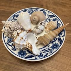 大きめ天然貝殻7個セットのサムネイル